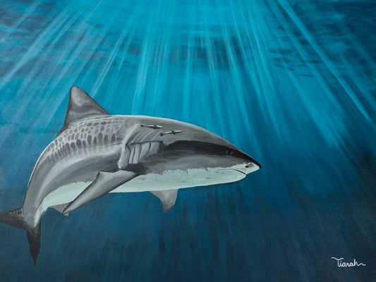 Karma The Tiger Shark Original Canvas
