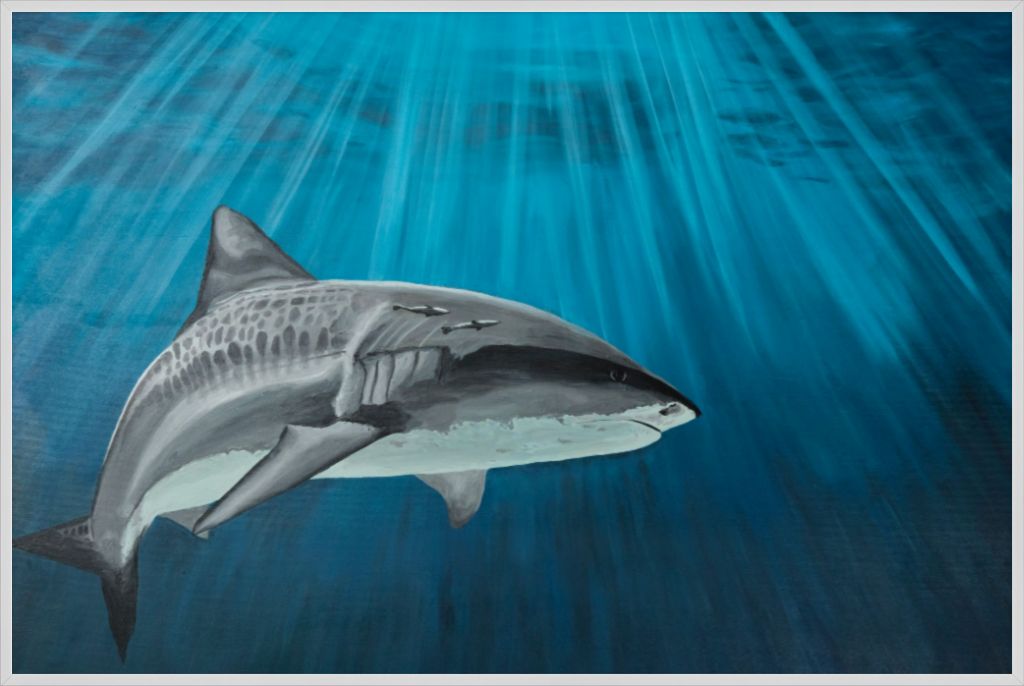 Karma The Tiger Shark