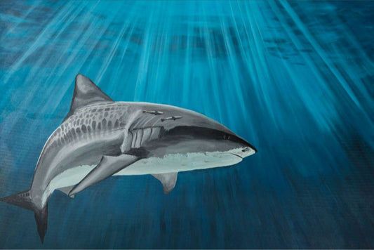 Karma The Tiger Shark Auction - 24x36 print
