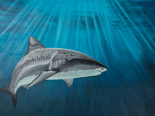 Karma The Tiger Shark